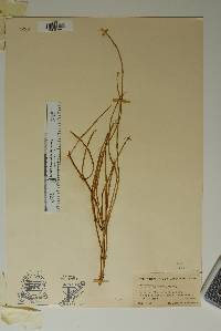 Ephedra trifurca image