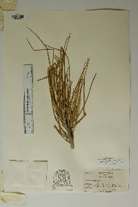 Ephedra trifurca image