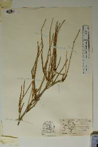 Ephedra aspera image