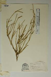 Ephedra aspera image