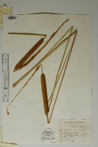 Typha domingensis image