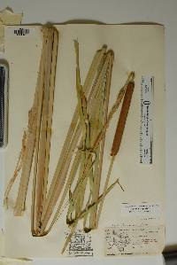 Typha domingensis image