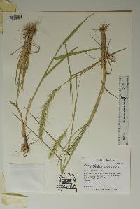 Elymus virginicus var. intermedius image