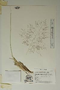 Muhlenbergia asperifolia image