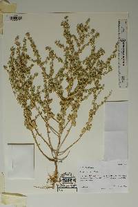 Atriplex saccaria image