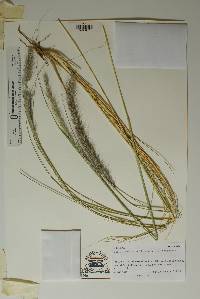 Pennisetum setaceum image