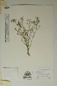 Stenaria nigricans image