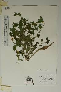 Mentzelia pachyrhiza image