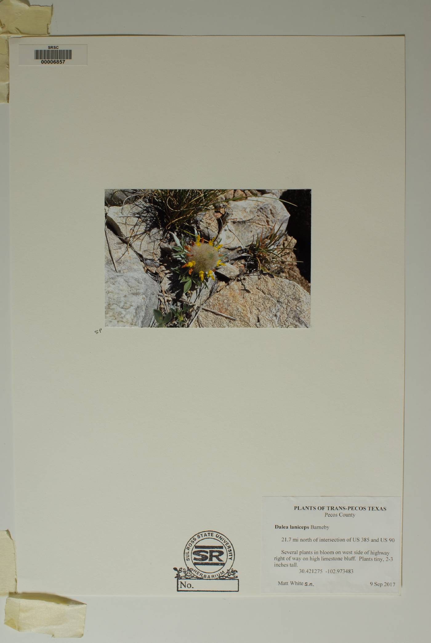 Dalea laniceps image