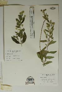 Brickellia lemmonii image