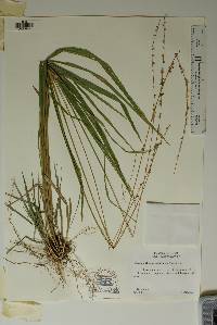 Chasmanthium sessiliflorum image