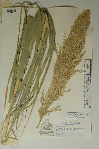 Arundo donax image