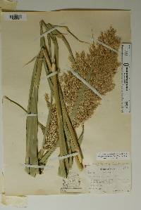 Phragmites australis image