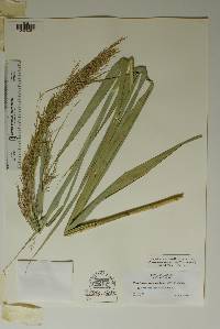 Phragmites australis image