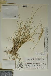 Achnatherum curvifolium image