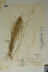 Achnatherum eminens image