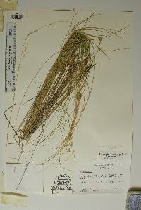 Achnatherum eminens image