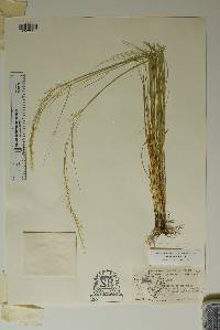 Achnatherum eminens image