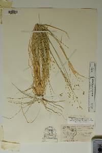 Eriocoma hymenoides image