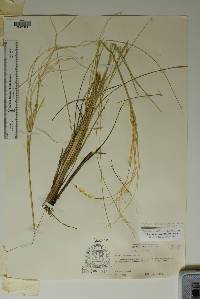 Hesperostipa neomexicana image