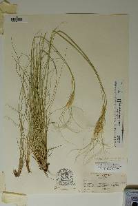 Hesperostipa neomexicana image