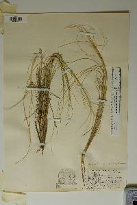 Hesperostipa neomexicana image