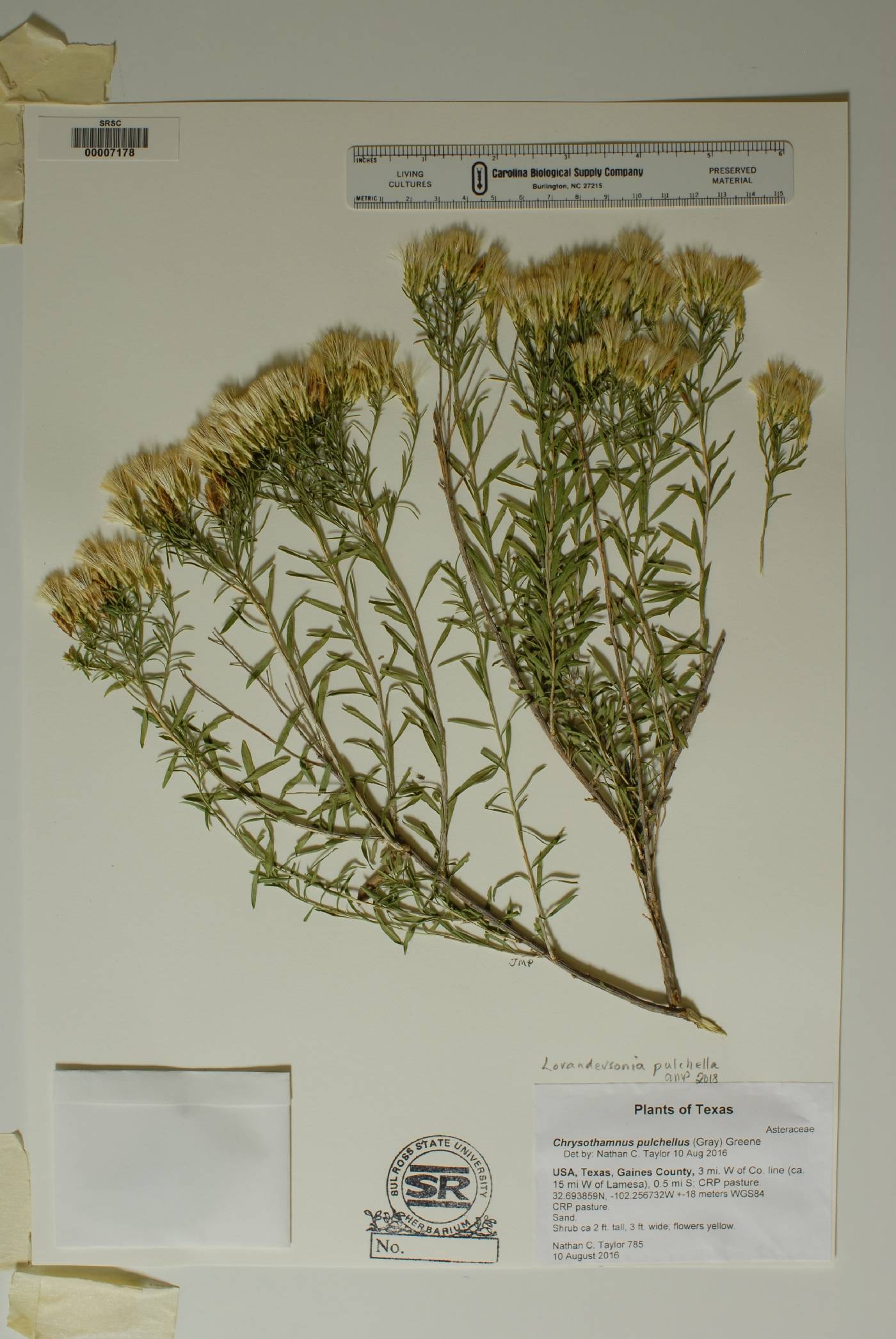 Lorandersonia pulchella image