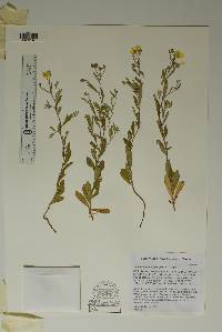 Helianthemum georgianum image