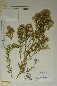 Baccharis salicina image