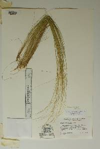 Nassella tenuissima image