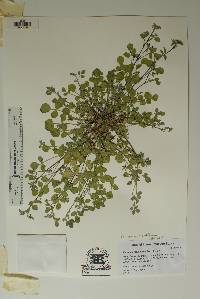 Image of Pediomelum rhombifolium