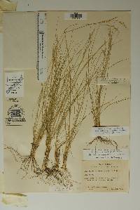 Piptochaetium fimbriatum image