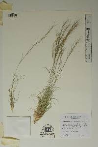 Aristida purpurea var. nealleyi image