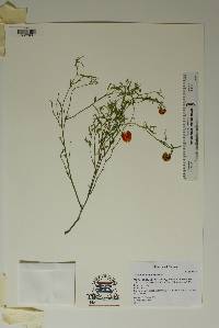 Image of Solanum triquetrum