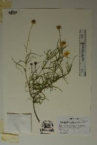 Image of Sidneya tenuifolia