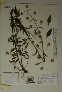 Hyptis alata image