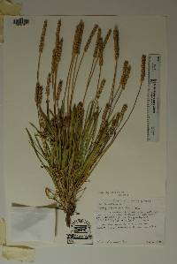 Plantago wrightiana image