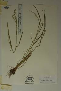 Festuca obtusa image