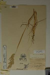 Poa arachnifera image