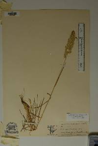 Poa arachnifera image