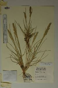 Poa arachnifera image