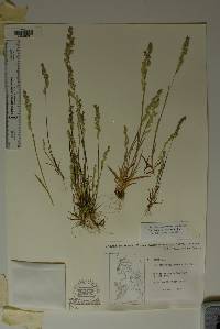 Poa bigelovii image