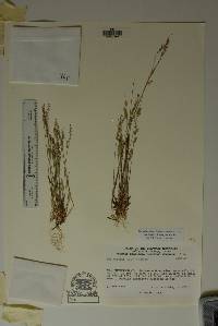 Poa bigelovii image