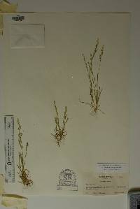 Poa bigelovii image