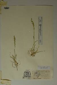 Poa bigelovii image