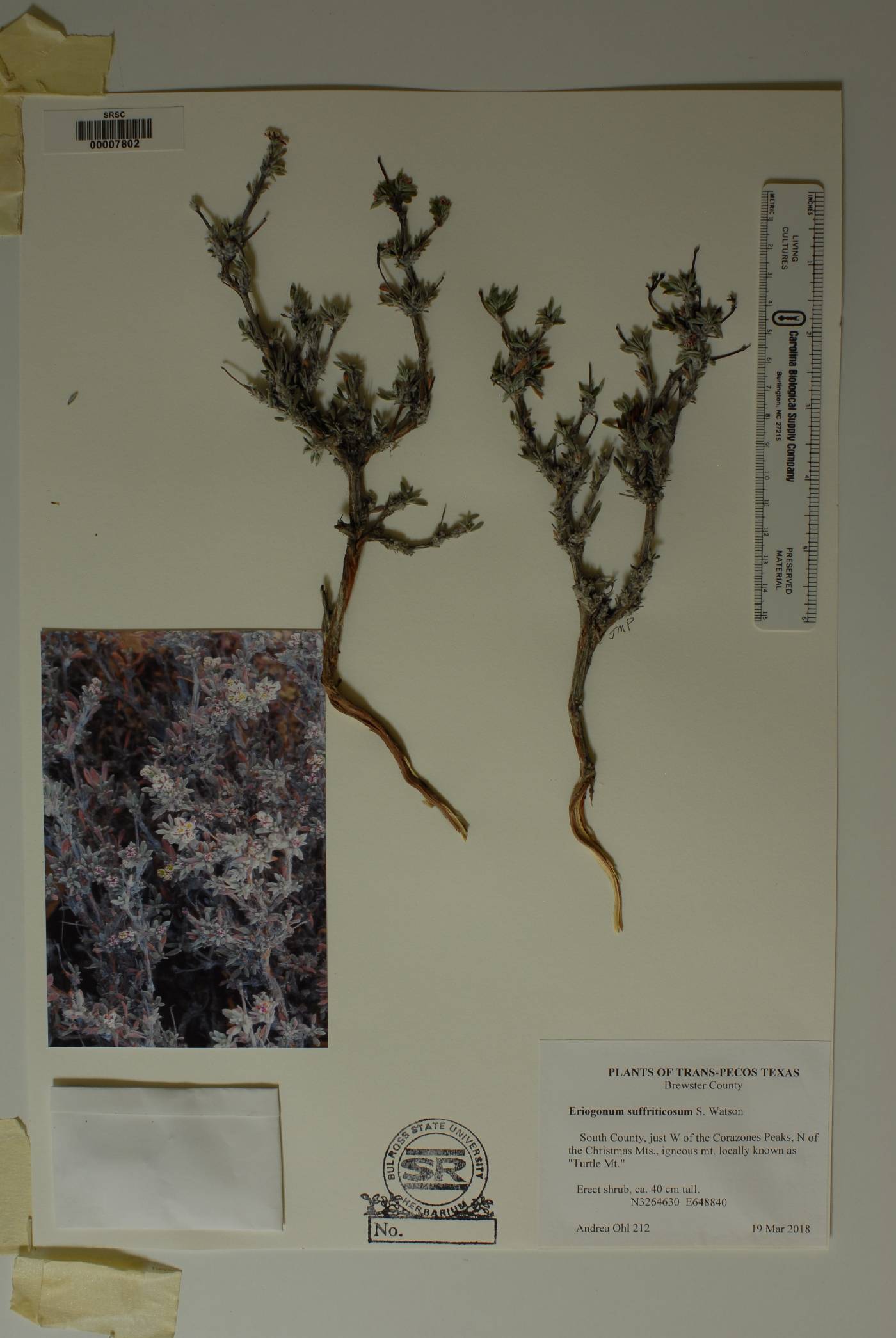 Eriogonum suffruticosum image