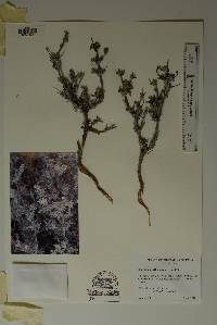 Image of Eriogonum suffruticosum