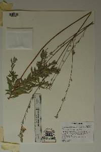 Oenothera cinerea image