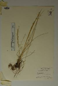 Image of Poa juncifolia
