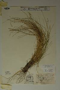 Poa strictiramea image